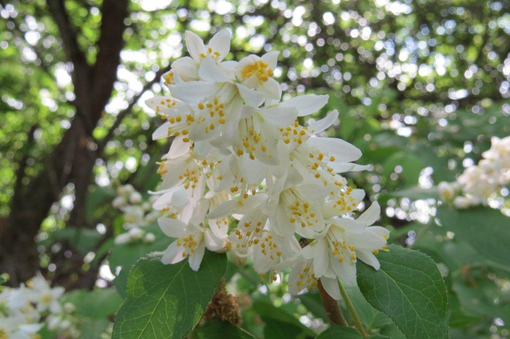 卯の花（ウノハナ）とも呼ばれる空木（ウツギ）はアジサイ科に属します。陰暦の４月を「卯の花月（うのはなづき）」とも言います。
