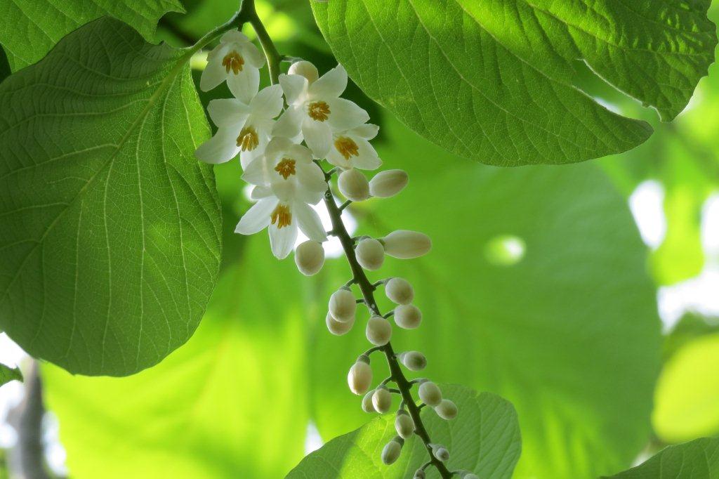 白雲木（ハクウンボク）はエゴノキ科の植物。エゴノキより少し早く咲きます。
