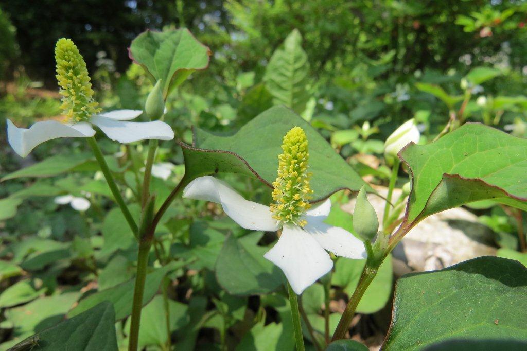 ドクダミは毒を止めるという意味で、薬草です。ドクダミの花も山法師と同じ構造で、花びらに見える部分は苞（ほう）になります。