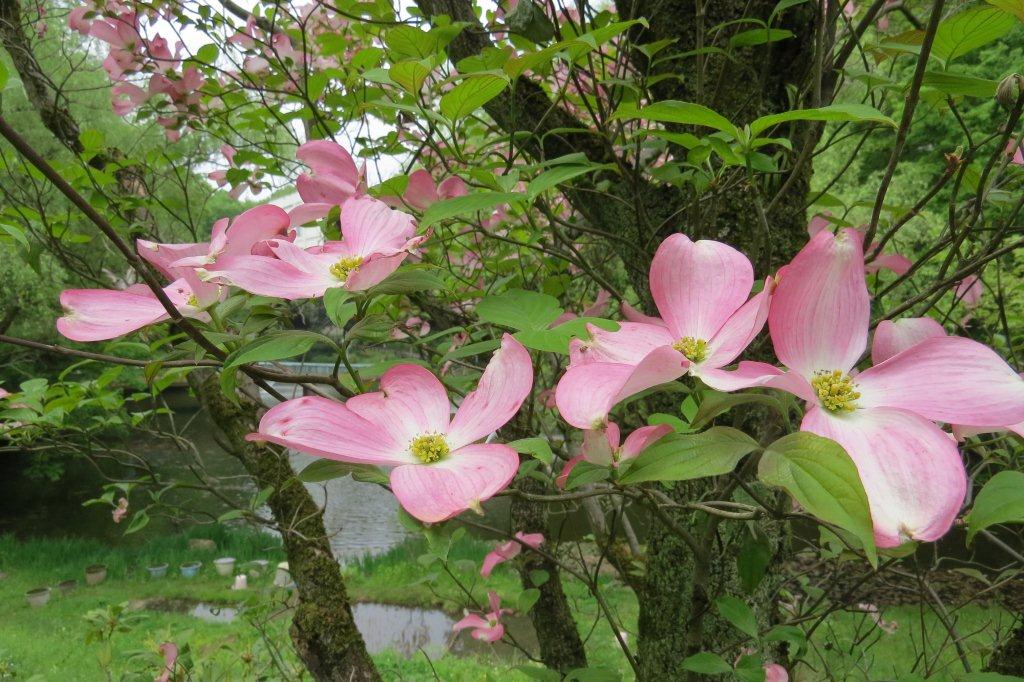 花水木（ハナミズキ）は北アメリカ原産の植物。アメリカヤマボウシという別名があります。