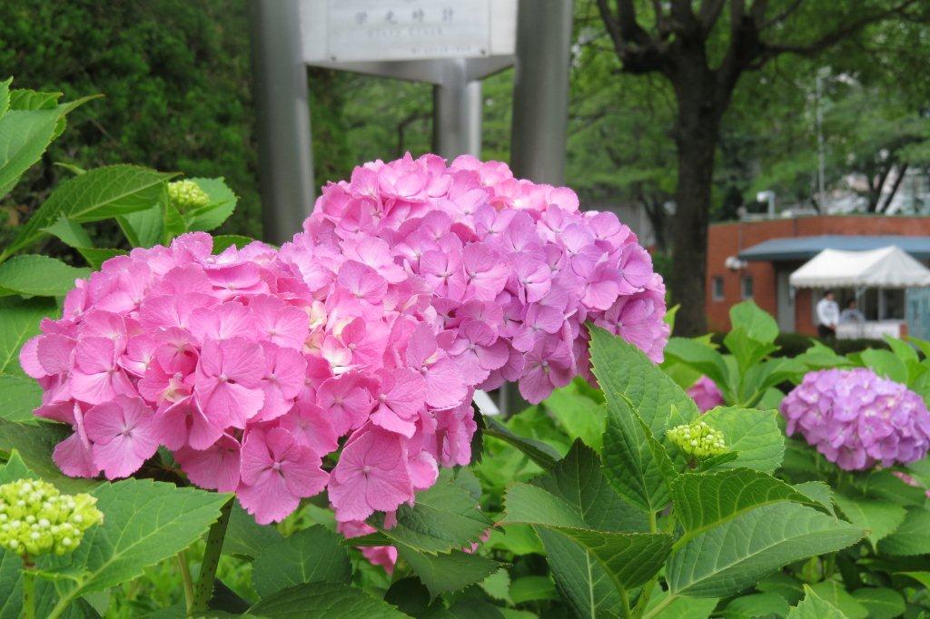 梅雨の季節。正門の横で紫陽花（アジサイ）が咲いています。キャンパスのいたるところでも見られます。