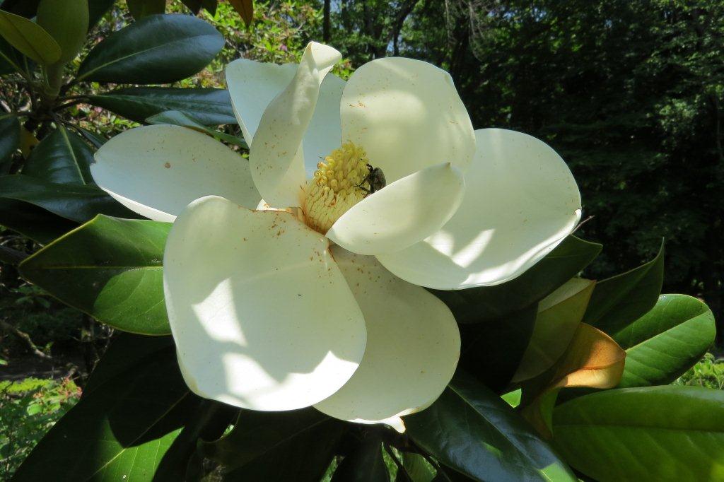 泰山木（タイサンボク）はモクレン科。同じモクレン科の朴（ホオ）の花とよく似ています。