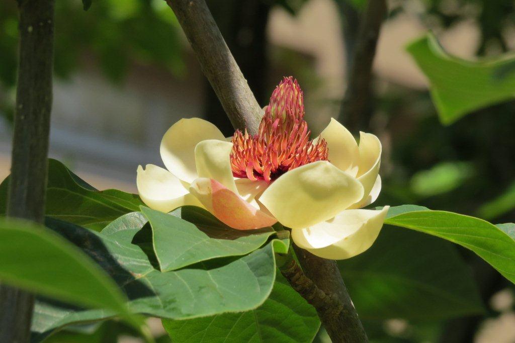 受咲大山蓮華（ウケザキオオヤマレンゲ）も泰山木と同じモクレン科。大山蓮華と朴の雑種とされています。