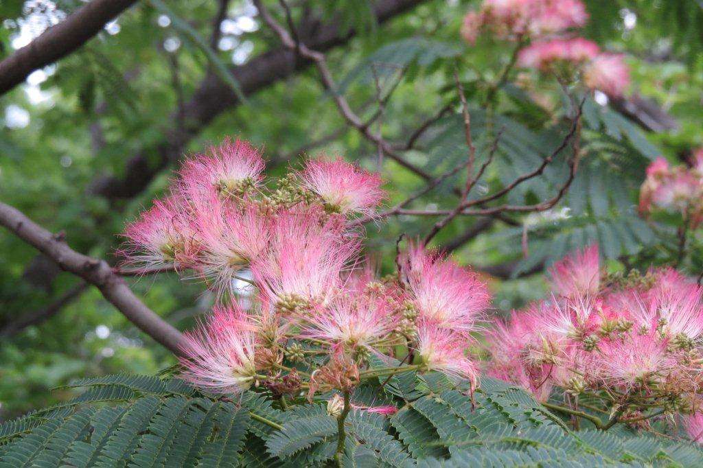本部棟の側で咲く合歓木（ネムノキ）はマメ科の植物。美しいピンクの毛は雄しべです。