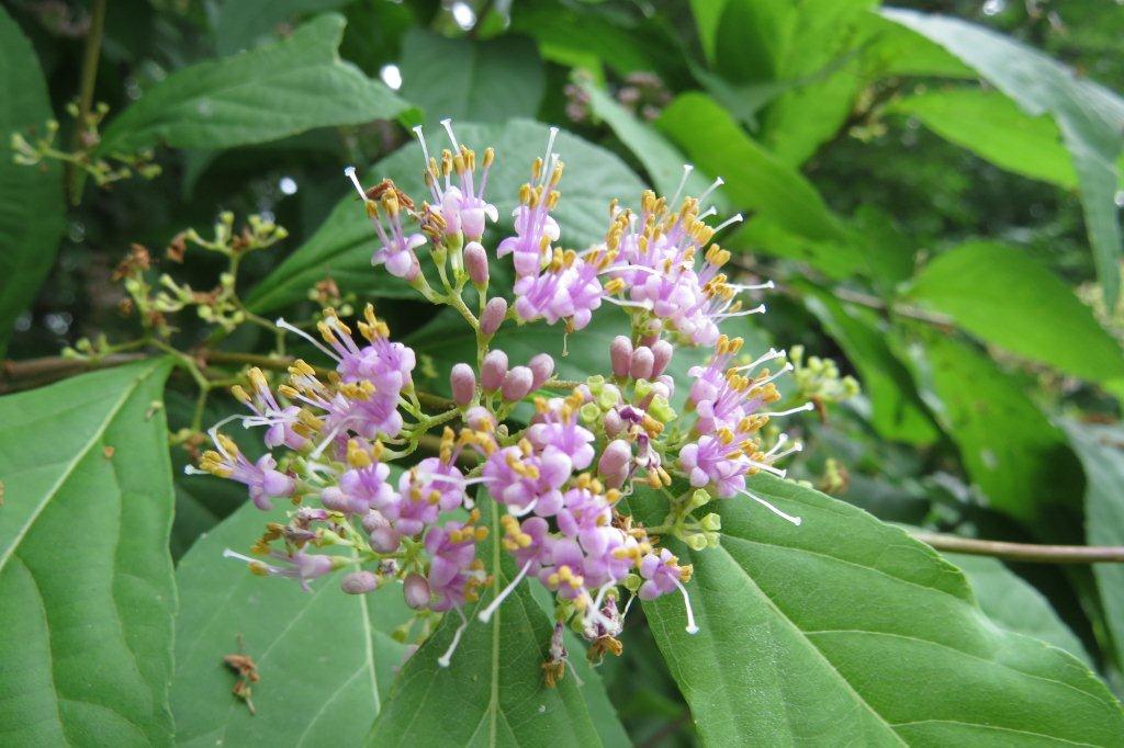 クマツヅラ科の紫式部（ムラサキシキブ）は芳しい香りを漂わせます。秋には美しい実がなります。