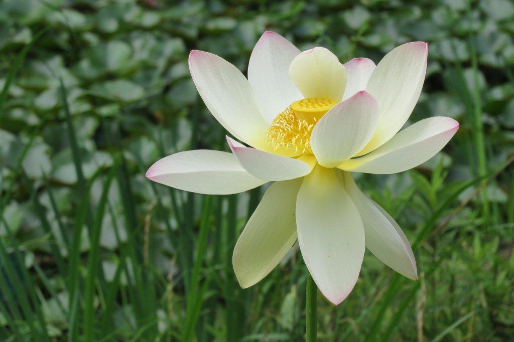 「舞姫蓮（まいひれん）」は、日本の「大賀蓮」とアメリカの黄花ハス「王子蓮」の交配種。2006年創部 の学生サークル「蓮保存会ゆずりは」のメンバーが育ててくれています。