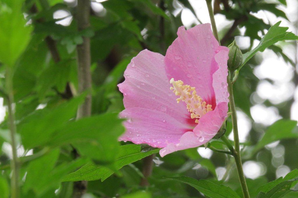 お隣の国・韓国の国花である槿（ムクゲ）も咲き始めました。槿はハイビスカスや夏野菜のオクラと同じアオイ科の植物。 そういえば花の形もハイビスカスやオクラとよく似ていますね。