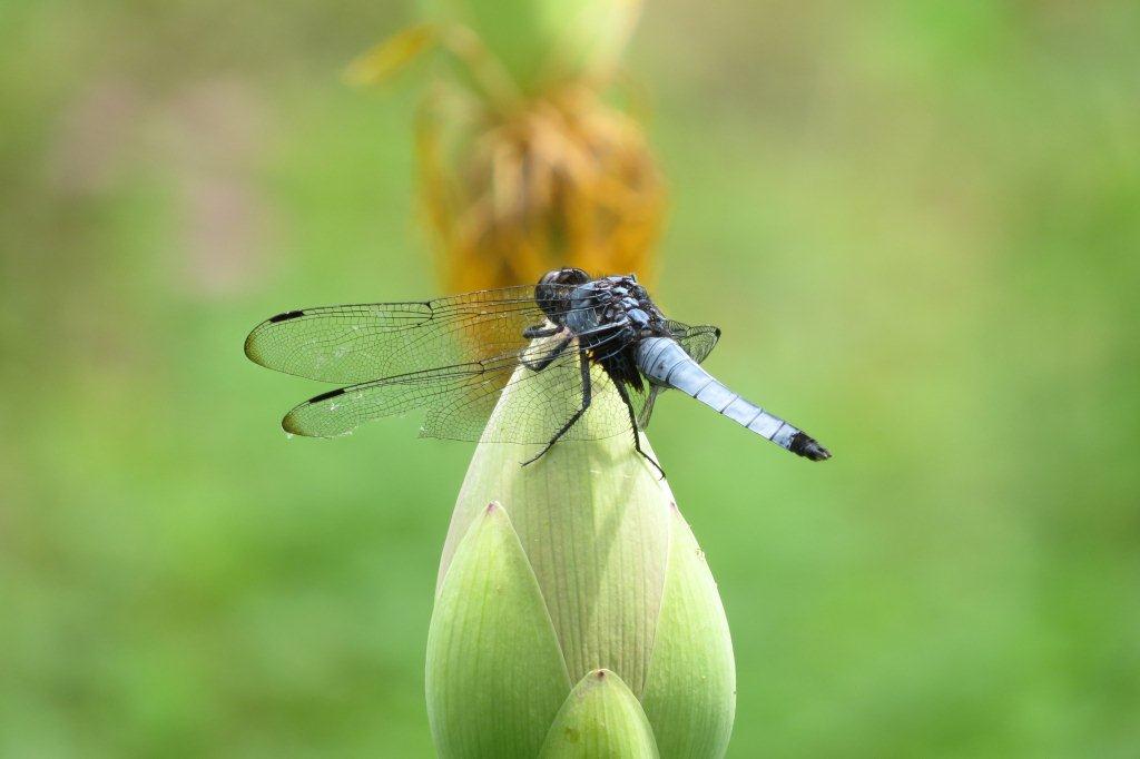 大塩辛蜻蛉（オオシオカラトンボ）の♂が蓮の蕾の上で羽を休めています。