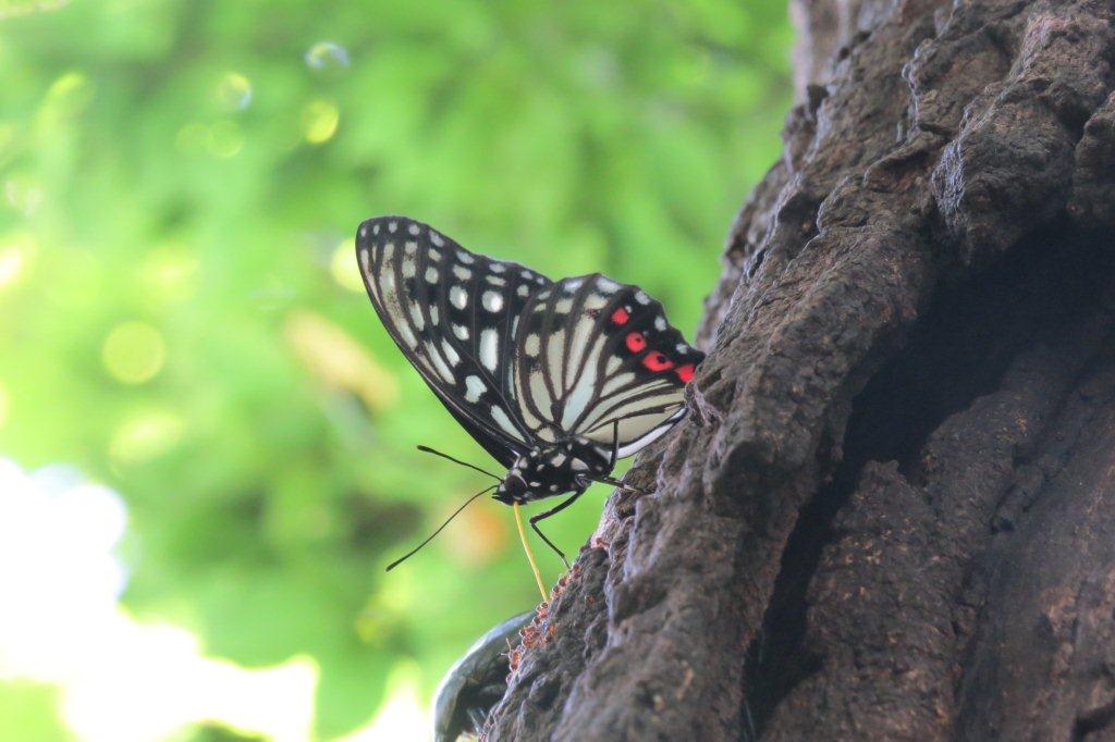 アカボシゴマダラもやってきました。もとはといえば奄美大島に生息していた蝶。マニアの放蝶により関東全域に生息域を広げているようです。