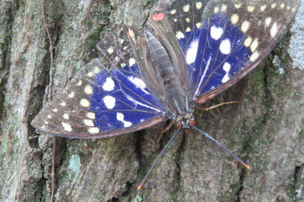 国蝶のオオムラサキは準絶滅危惧種。羽化後の寿命は約２週間です。見つけても大切に見守りましょう。