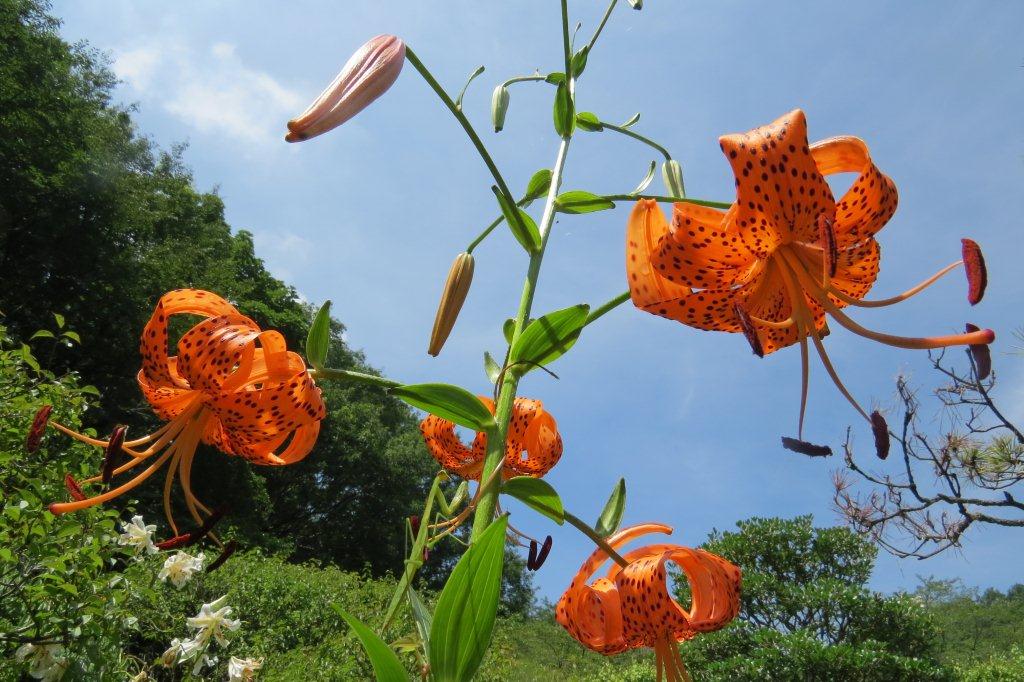 「平安の庭」では、鬼百合（オニユリ）が咲いています。夏空にオレンジ色が映えます。
