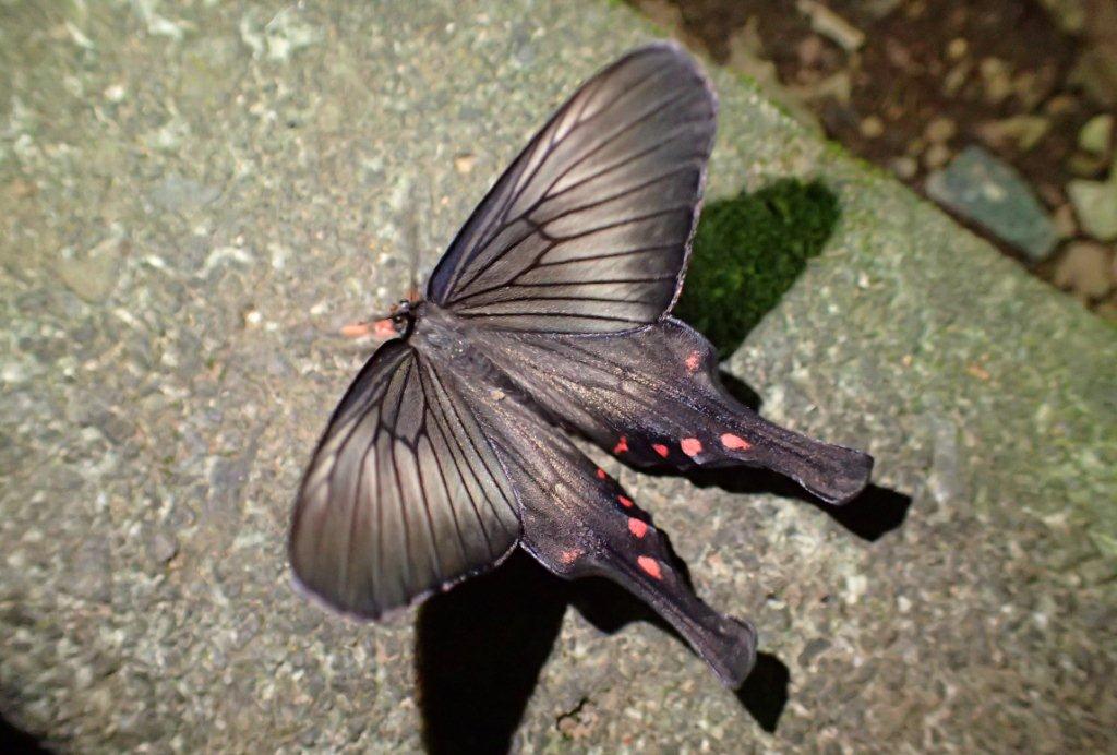 蝶のように見えますが、アゲハモドキという蛾です。毒を持つジャコウアゲハという蝶に擬態して、野鳥などの捕食者に食べられないようにしています。