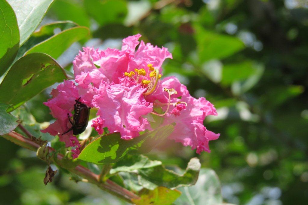 百日紅（サルスベリ）の花にはよくマメコガネがやってきます。