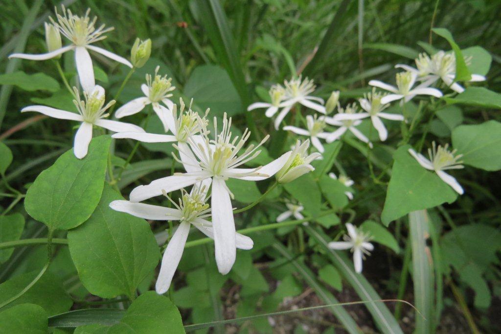 仙人草（センニンソウ）はクレマチスの仲間。キンポウゲ科の有毒植物です。白い花びらのように見えるのは萼片（がくへん）で花弁ではありません。