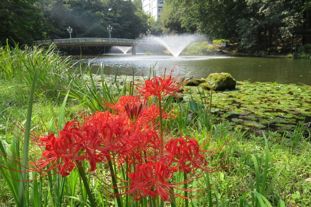 「文学の池」では、曼殊沙華（マンジュシャゲ）が咲いています。曼殊沙華は彼岸花の別称です。