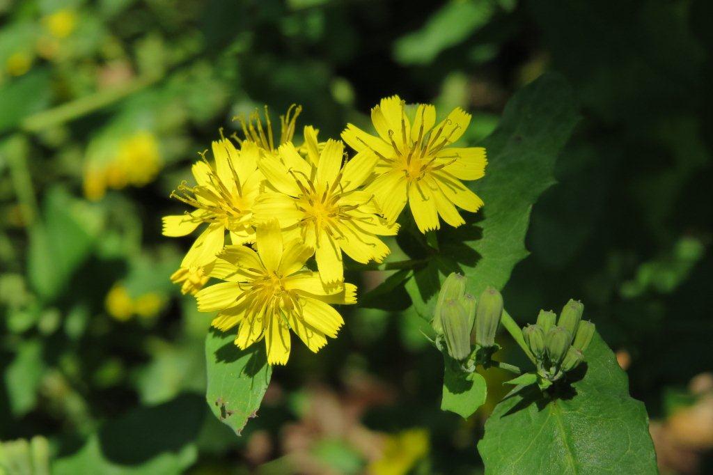 薬師草（ヤクシソウ）はキク科。小さな黄色い花をたくさんつけます。