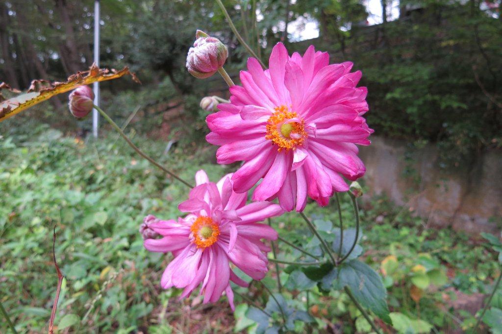 秋明菊（シュウメイギク）は見た目は菊にそっくりですが、キンポウゲ科の植物です。