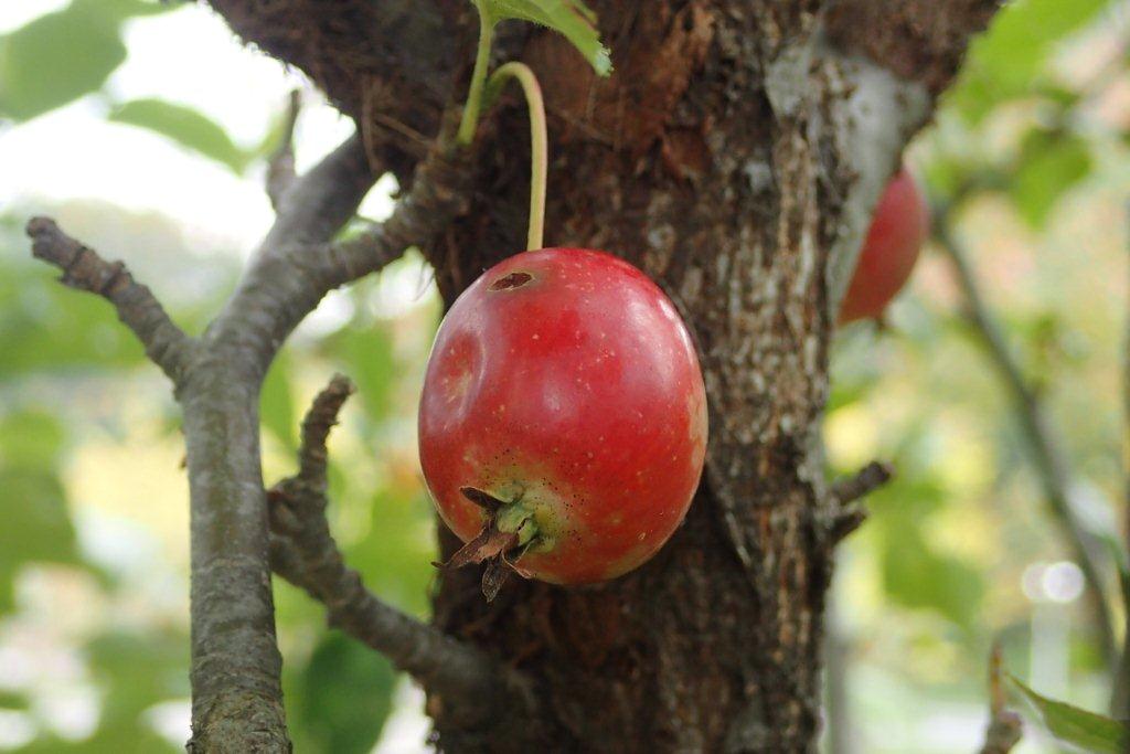 ５００円玉ほどの大きさの姫林檎（ヒメリンゴ）の実は甘酸っぱい味がします。