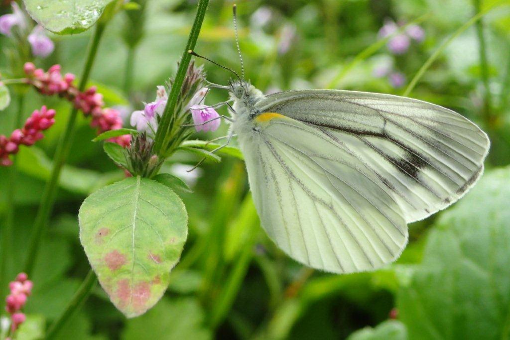 昆虫の姿は少なくなりましたが、「文学の池」ではモンシロチョウによく似た条黒白蝶（スジグロシロチョウ）が羽を休めています。