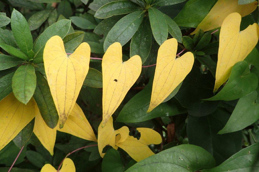 秋になるとよく見かける黄色のハートマーク。その正体は山芋（ヤマノイモ）の葉です。