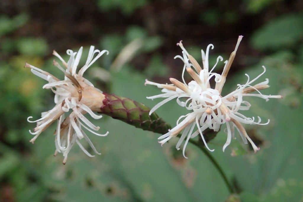 柏葉白熊（カシワバハグマ）の花は高野箒に、葉は柏に似ています。キク科コウヤボウキ属の植物です。