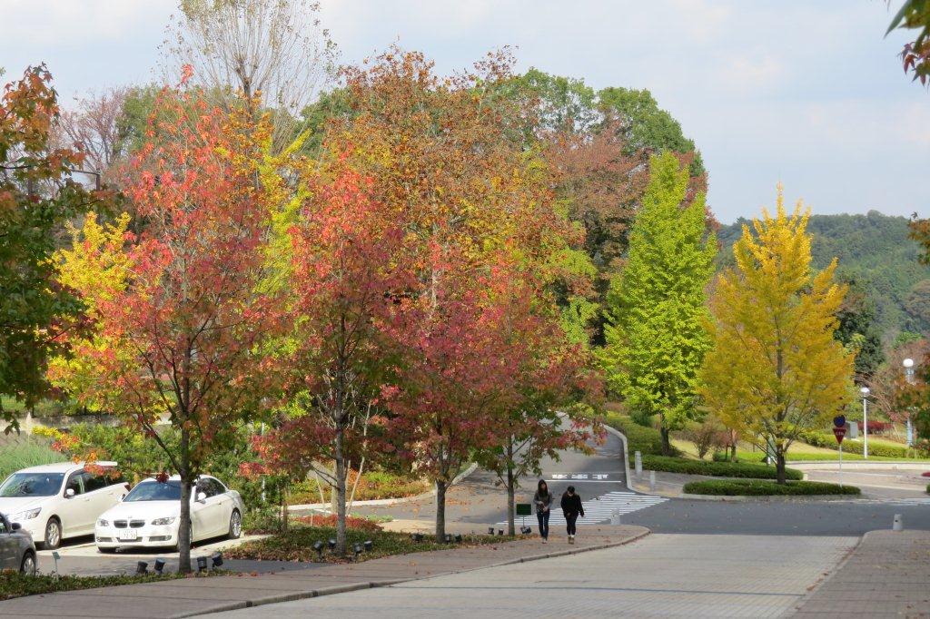 中央教育棟の創大門側に植栽されているアメリカ楓（フウ）が色づき始めています。紅葉葉楓（モミジバフウ）とも呼ばれます。（アメリカ楓）
