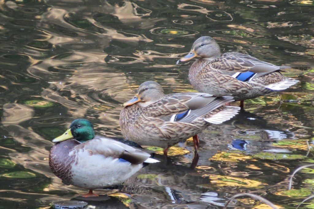「文学の池」には今年もたくさんの鴨が飛来しています。ざっと数えただけで７０羽以上。よほど居心地が良いのでしょうか。