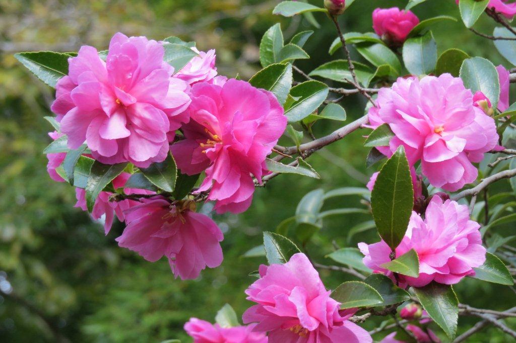キャンパスのあちらこちらで山茶花（サザンカ）が咲いています。山茶花もお茶の木も、ともにツバキ科の植物です。