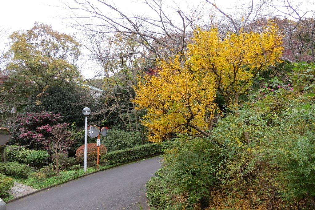「文学の池」から「学生ホール」の方に坂を上がっていくと、右手にある柘榴（ザクロ）も黄色く色づいています。