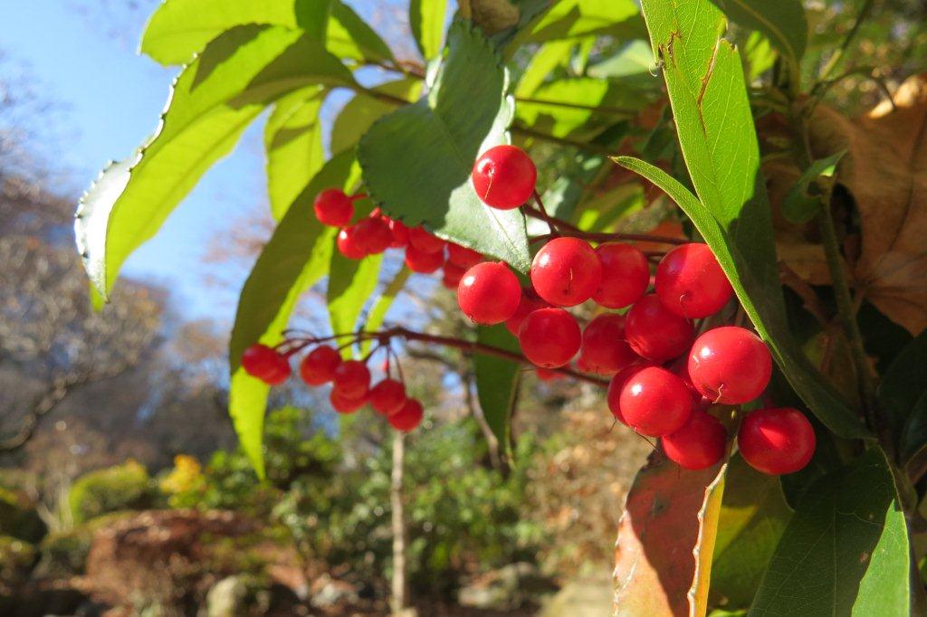 万両（マンリョウ）の実が赤くなっています。縁起物としてお正月の生け花に使われます。