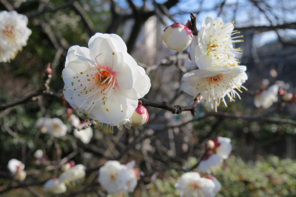 四友の最初は梅。東洋哲学研究所の近くで白梅が咲いています。