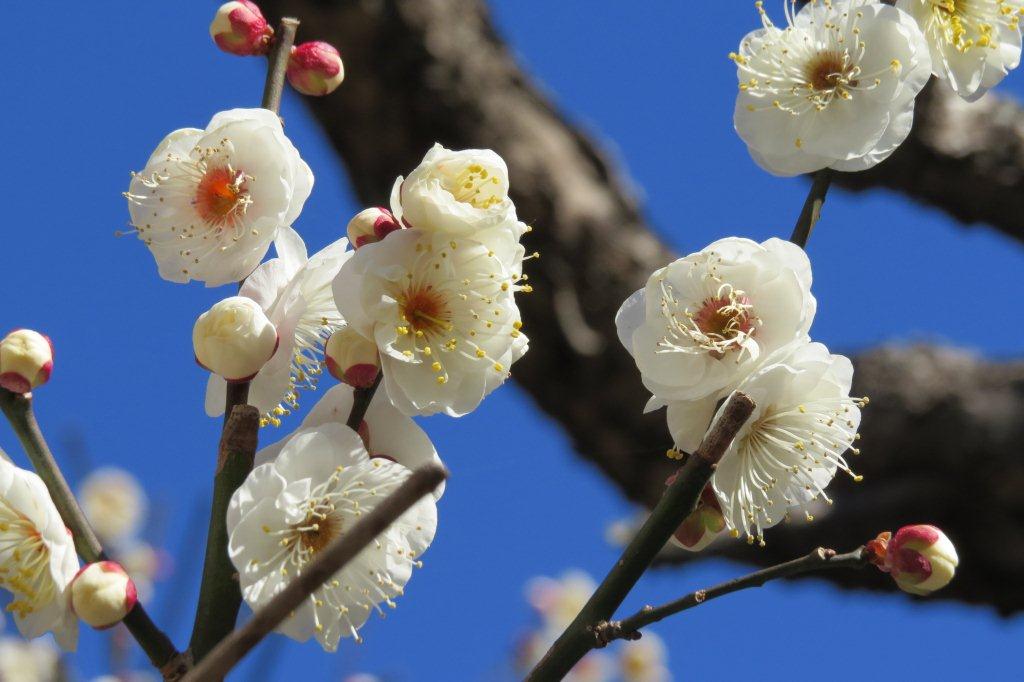 紅梅、白梅が芳しい香りを漂わせています。二十四節気の「大寒」の次に来るのは「立春」。春が待ち遠しい季節です。