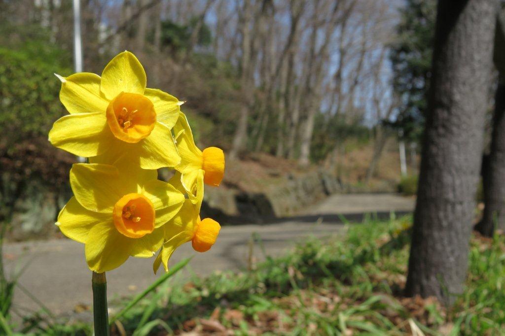「文学の池」の側では黄色い水仙（スイセン）が咲いています。