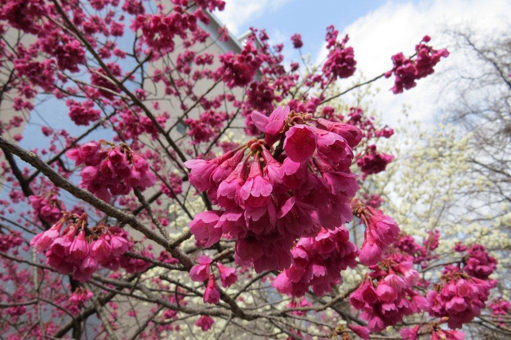 池田記念講堂の横では緋寒桜（ヒカンザクラ）が咲いています。沖縄、台湾、中国南部などに自生する桜です。