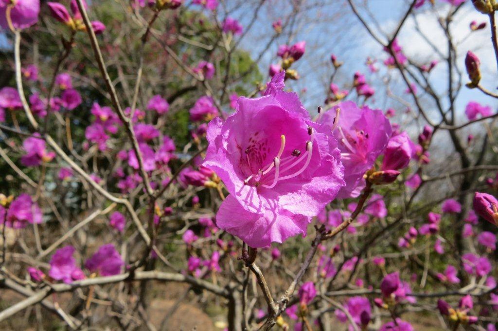 「周桜」の近くの早咲きの躑躅（ツツジ）は、エゾムラサキツツジでしょうか。