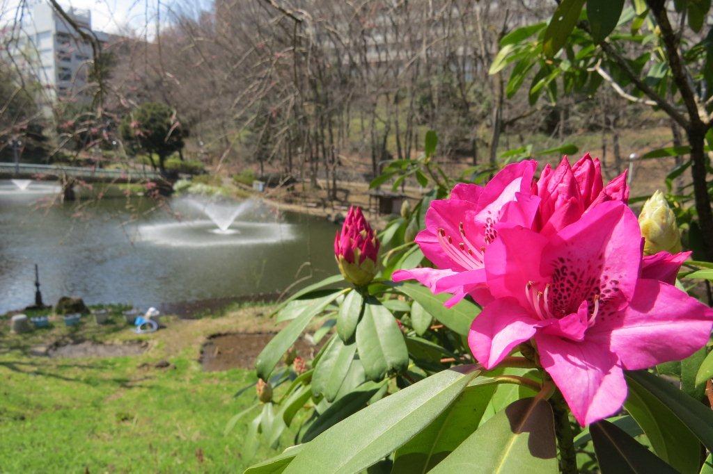 「文学の池」周辺をそぞろ歩けば、咲き始めた石楠花（シャクナゲ）に出会えます。