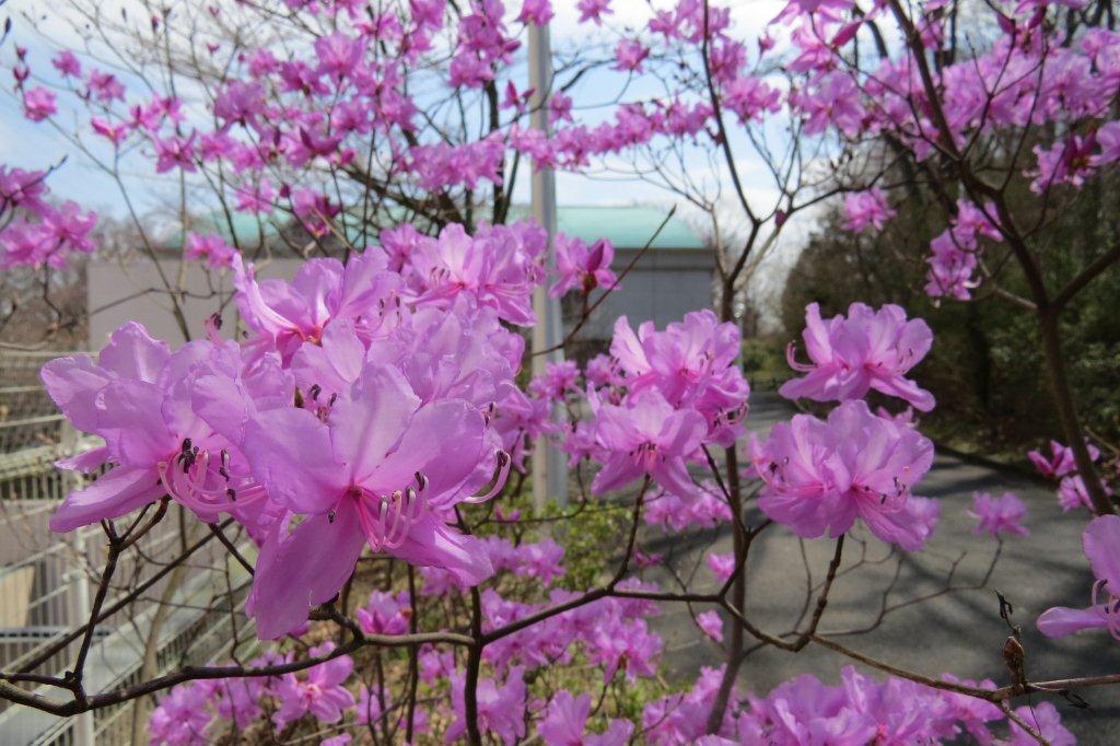 松風センターの裏手では、三ツ葉躑躅（ミツバツツジ）が咲き始めています。