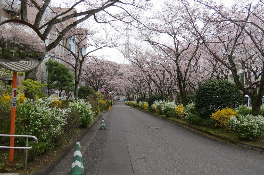 桜花の道