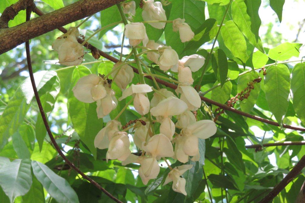 白花藤（シロバナフジ）
