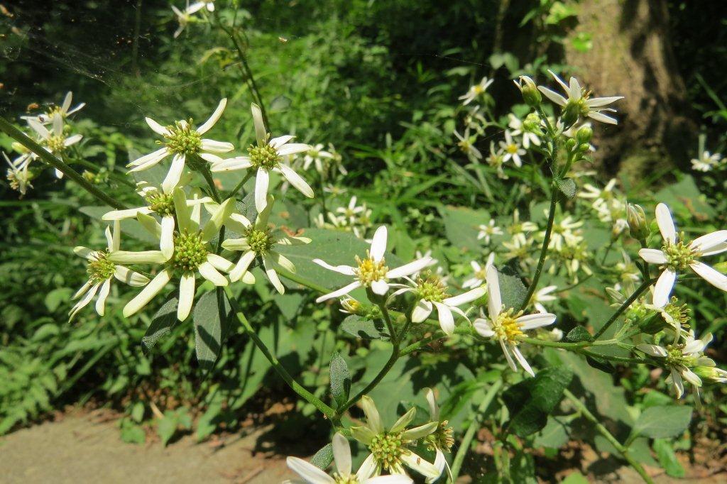 白山菊（シラヤマギク）