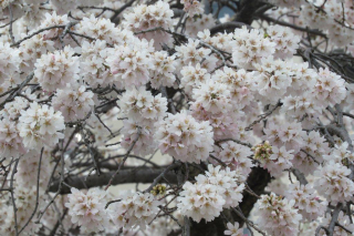 枝垂桜（中央ロータリー）