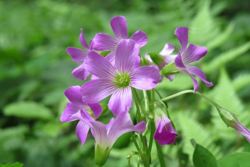 紫酢漿草（ムラサキカタバミ）
