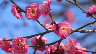 Ume (a Japanese Apricot) with red blossoms