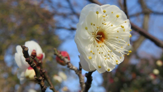 White Plum Blossoms
