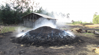 エチオピアのバイオ炭（アカシアの木から製炭）