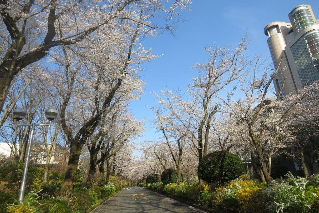桜花の道