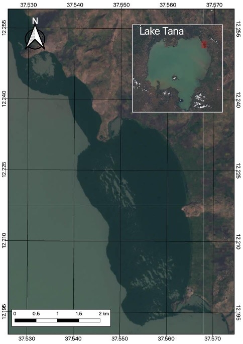 写真2. 衛星から見たタナ湖とホテイアオイの過剰繁茂