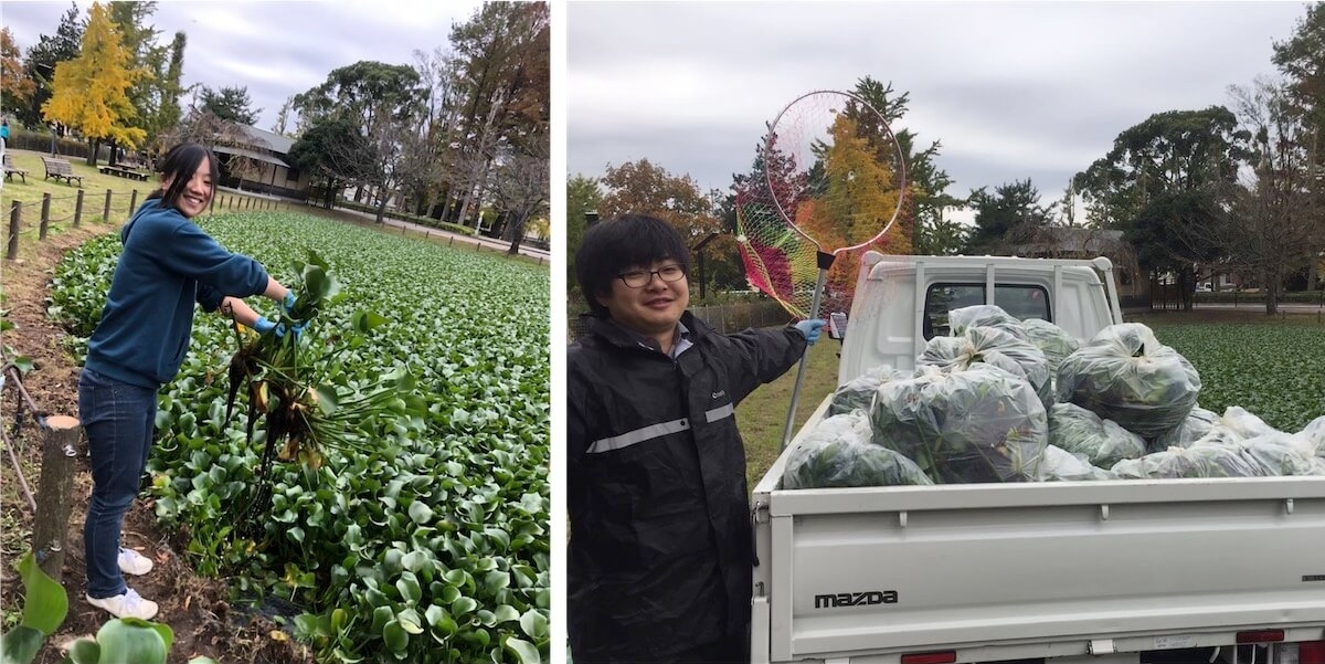 Picture 1) Water hyacinth overgrown in a pond (left) and water hyacinth after truck loading (right) (in Japan)