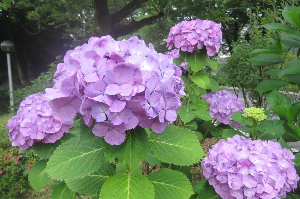 紫陽花（アジサイ）