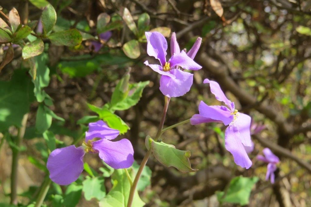 大紫羅欄花（オオアラセイトウ）